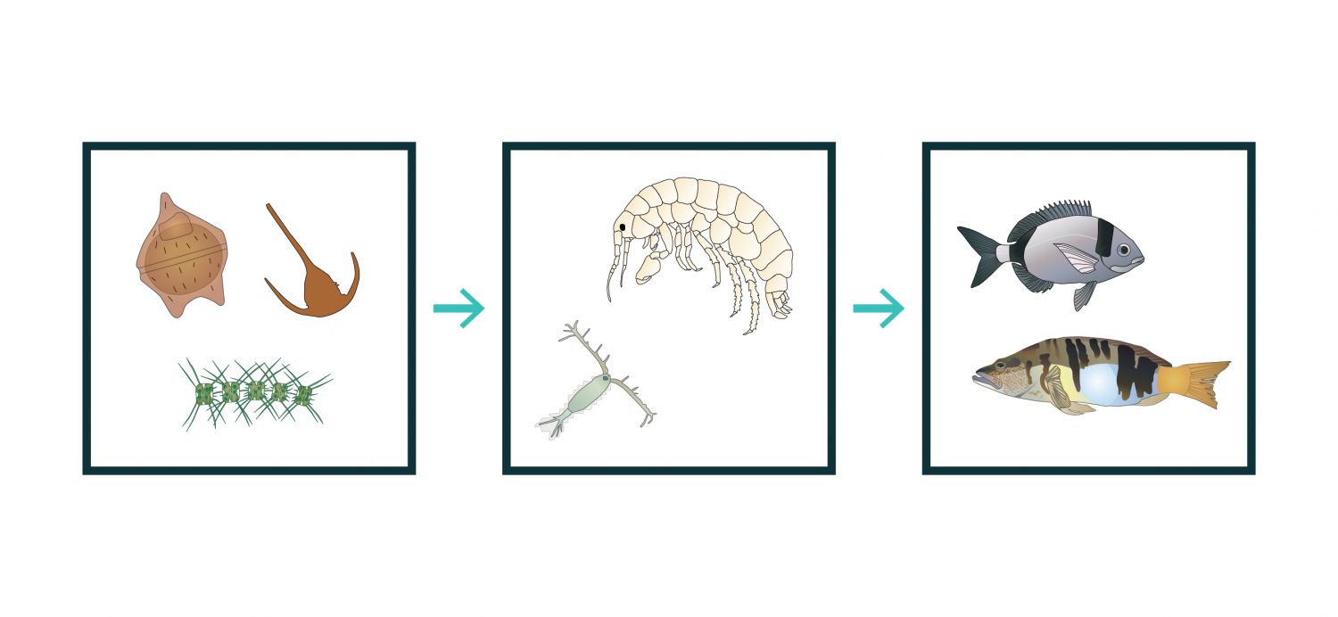 Relações tróficas entre alguns organismos. O fitoplâncton é composto por organismos microscópicos que têm uma importância muito elevada a nível global, à escala do planeta Terra, uma vez que, por serem produtores primários, estão na base das cadeias alimentares oceânicas. A utilização deste ficheiro é regulada nos termos da licença Creative Commons Attribution 4.0 (CC BY-NC-ND 4.0, https://creativecommons.org/licenses/by-nc-nd/4.0/)